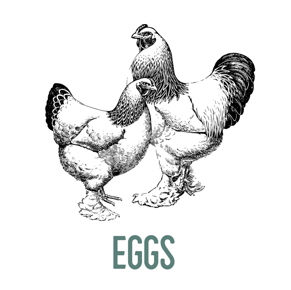 Eggs