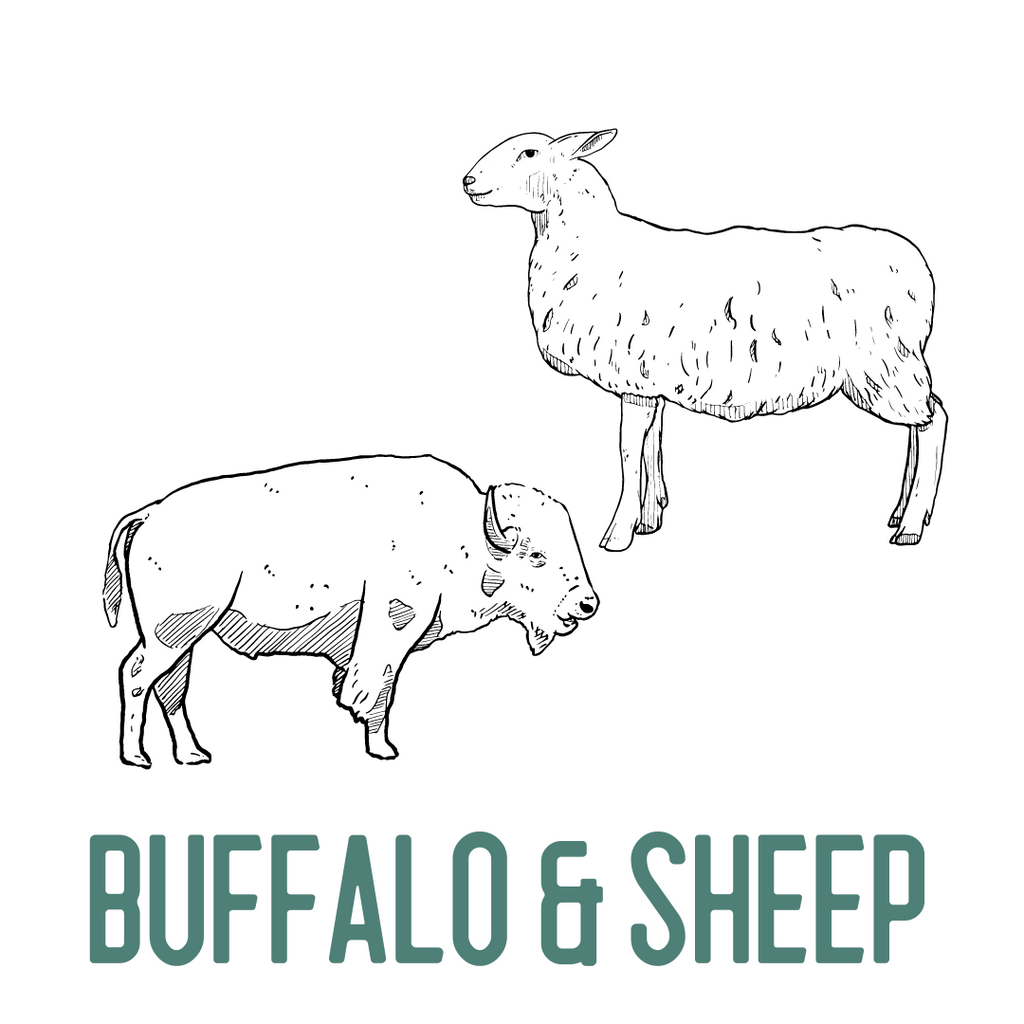Buffalo & Sheep