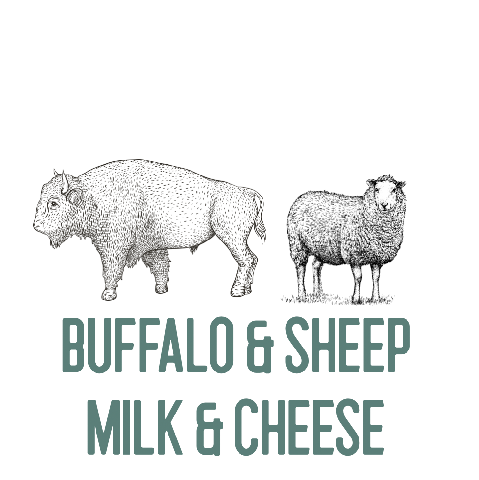 Buffalo & Sheep Milk & Cheese